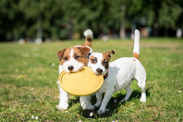 Hyperaktive Hunde