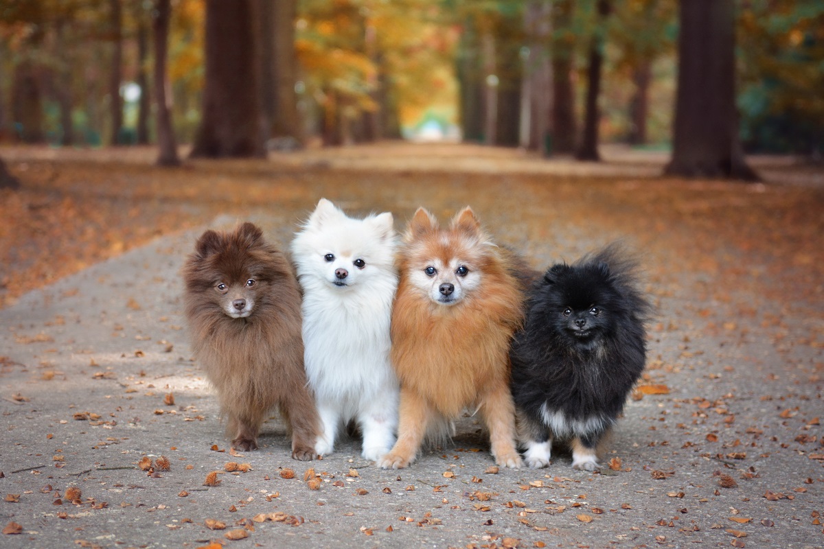 Zwergspitz (Pomeranian)