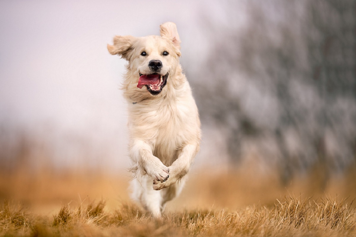 Golden Retriever