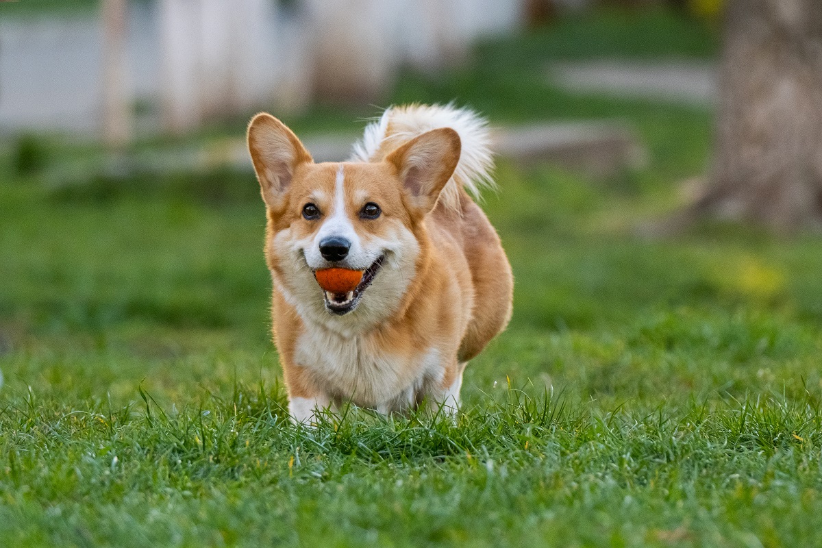 Corgi