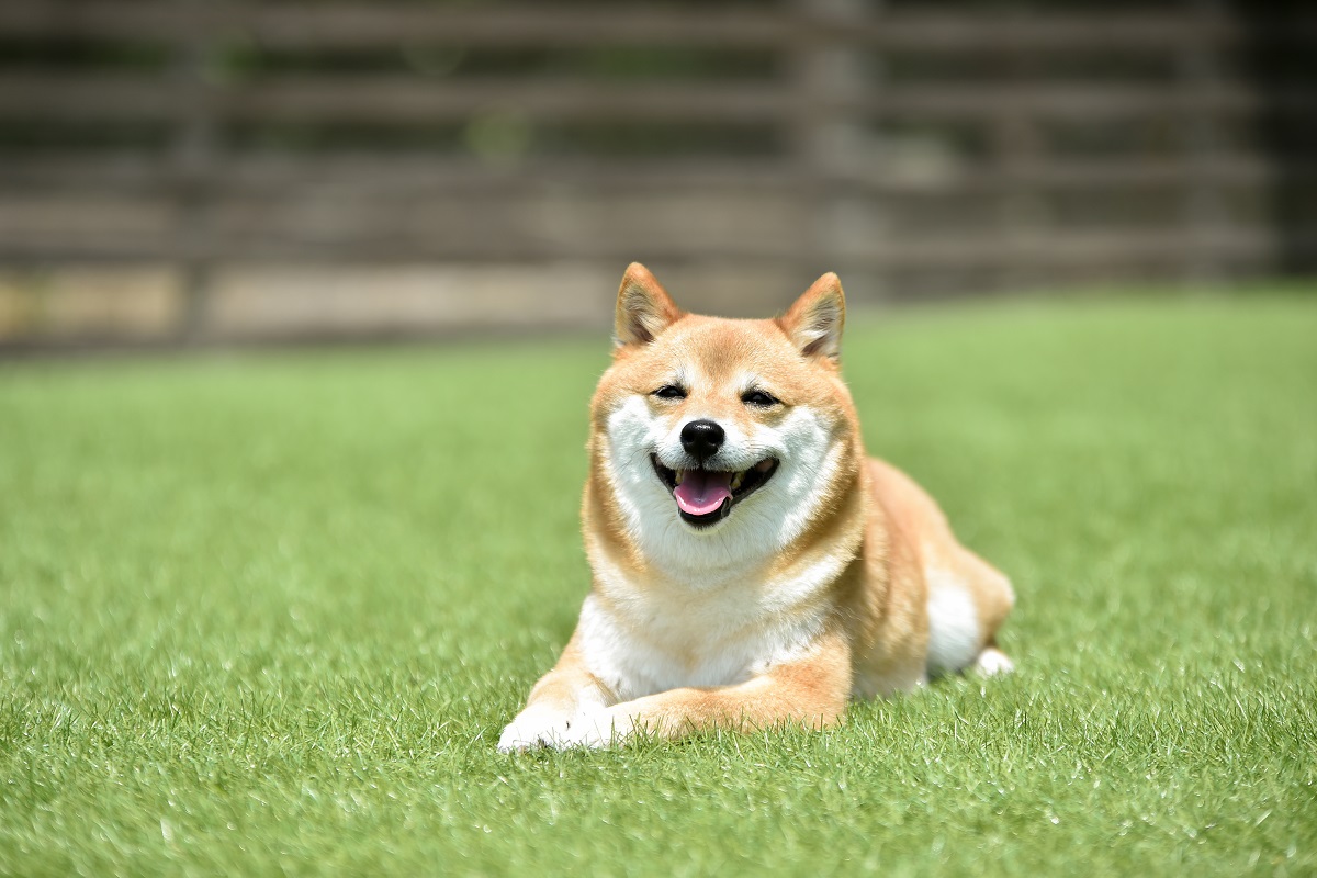 Shiba Inu