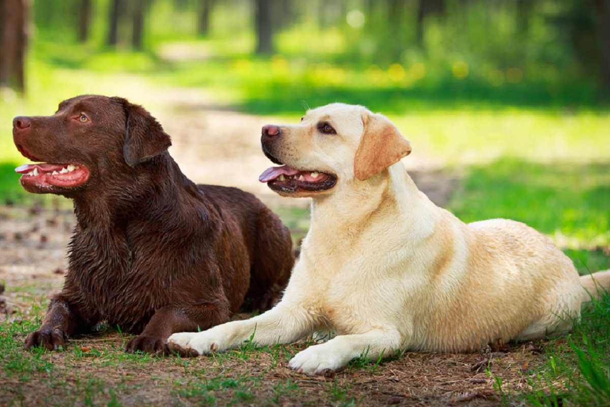 Labrador