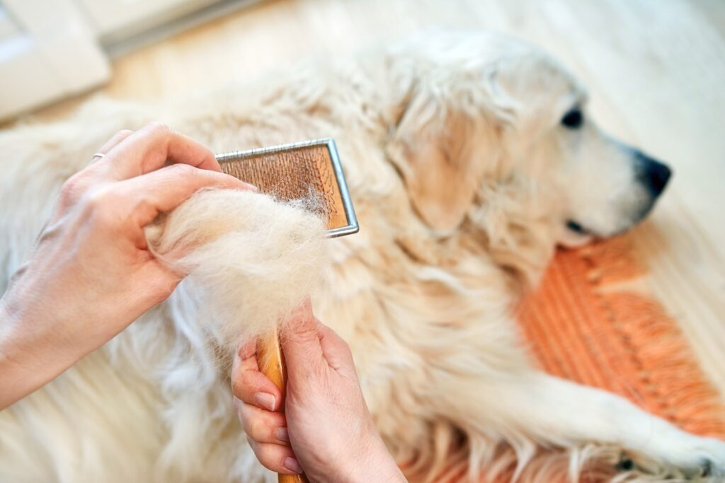 Fellwechsel beim Hund unterstützen