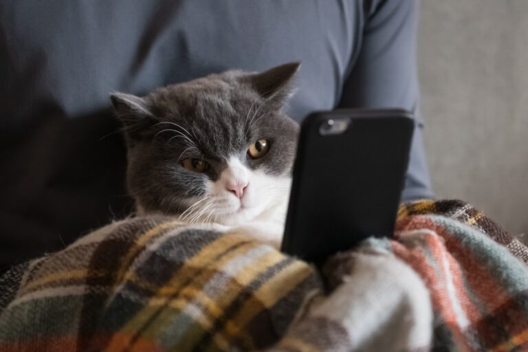 Britisch Kurzhaar Katze schaut auf Handy