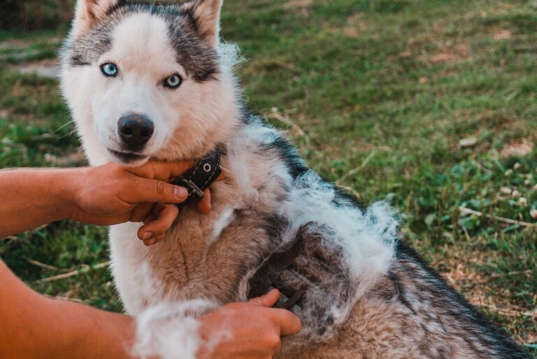 Mann bürstet Hund während des Fellwechsels