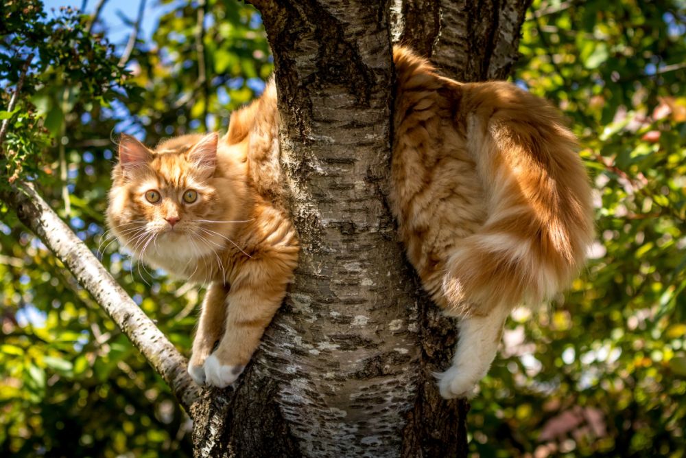 Lustige männliche Katzennamen