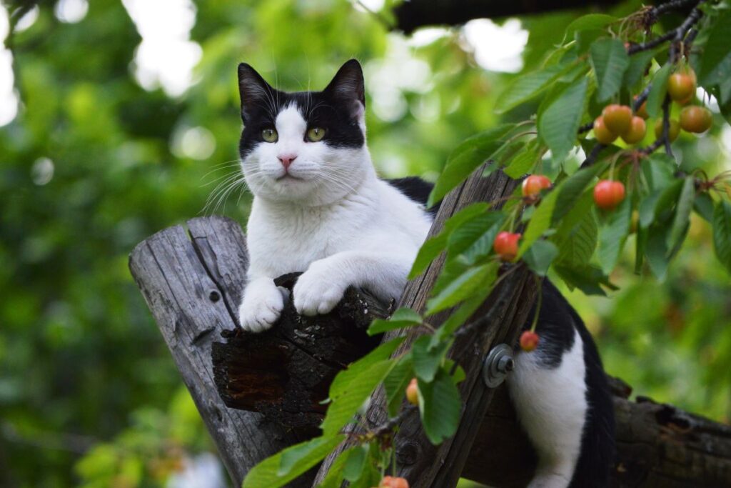 Süße weibliche Katzennamen