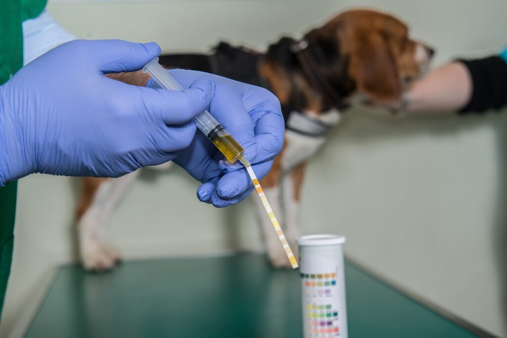 Test auf Blut im Hundeurin