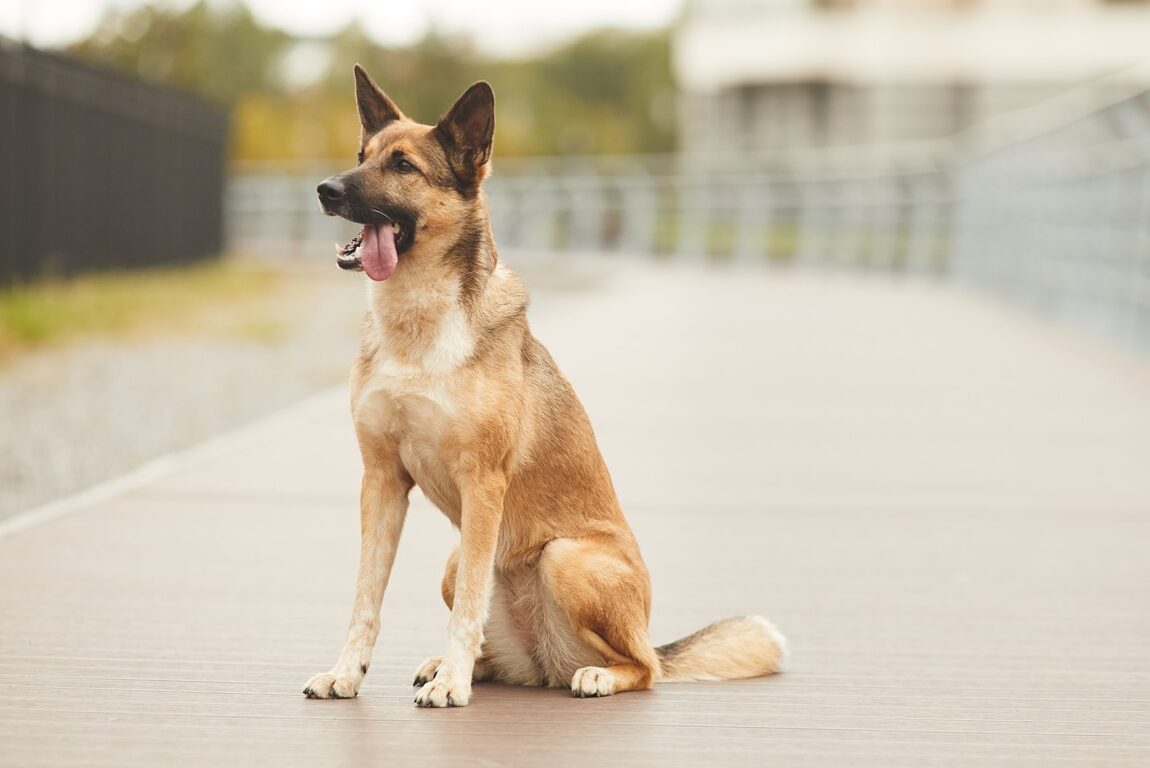 korrekter Sitz erwachsener Hund