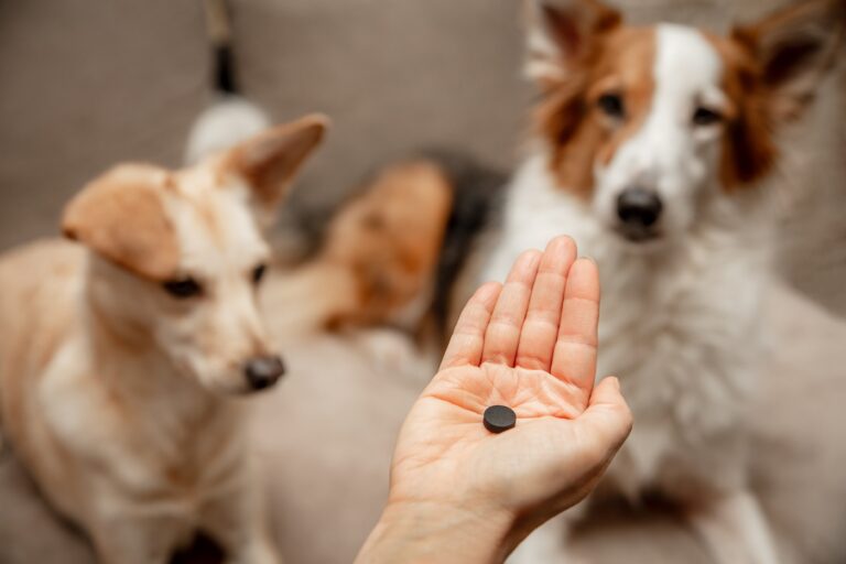 Kohletabletten für Hunde